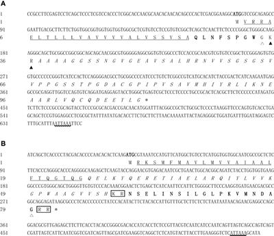 Evidences for Red Pigment Concentrating Hormone (RPCH) and Beta-Pigment Dispersing Hormone (β-PDH) Inducing Oocyte Meiotic Maturation in the Chinese Mitten Crab, Eriocheir sinensis